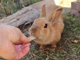 Tiere Kaninchen füttern.JPG